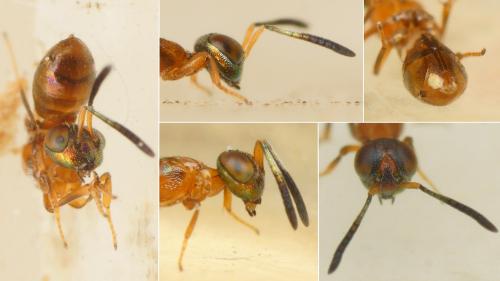 Anastatus sp.
